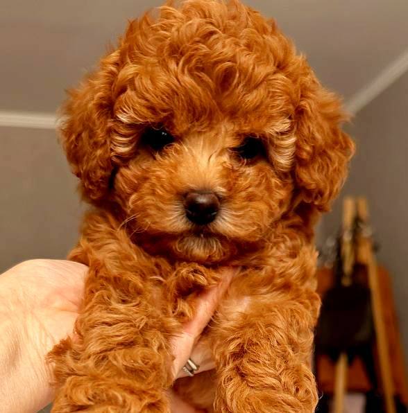 Ruasa Miniature Poodle Ruasa Miniature Poodle