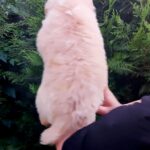Ryder-male-Border-Collie-puppy-for-sale-2