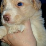 Ryder-male-Border-Collie-puppy-for-sale-3