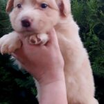 Ryder-male-Border-Collie-puppy-for-sale-4