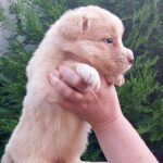 Ryder-male-Border-Collie-puppy-for-sale-5