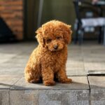 Scarlet-female-Poodle-puppy-for-sale-2