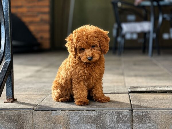 Scarlet Toy Poodle Scarlet Toy Poodle