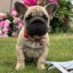 Seraphina-female-French-Bulldog-puppy-for-sale-1