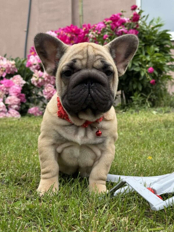 Seraphina Big Rope French Bulldog Seraphina Big Rope French Bulldog