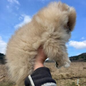 Sirenia Pomeranian Sirenia Pomeranian