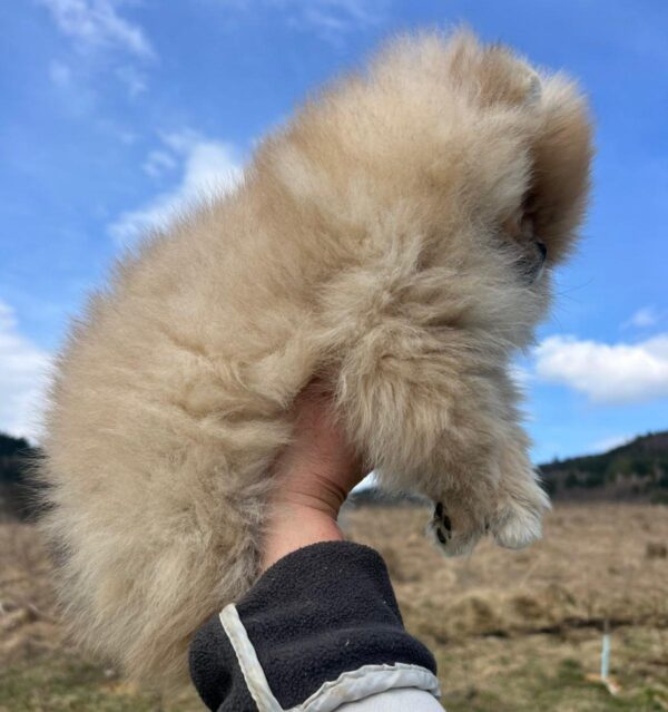 Sirenia Pomeranian Sirenia Pomeranian