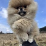 Sirenia-female-pomeranian-puppy-for-sale-1 (2)