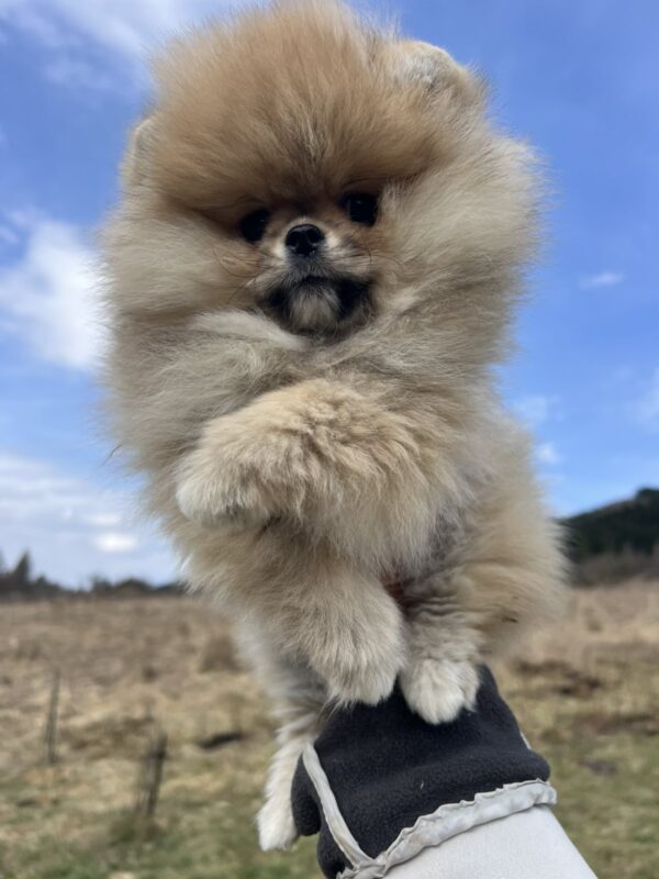 Sirenia Pomeranian Sirenia Pomeranian