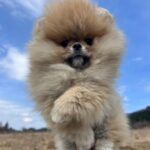 Sirenia-female-pomeranian-puppy-for-sale-1 (3)(1)
