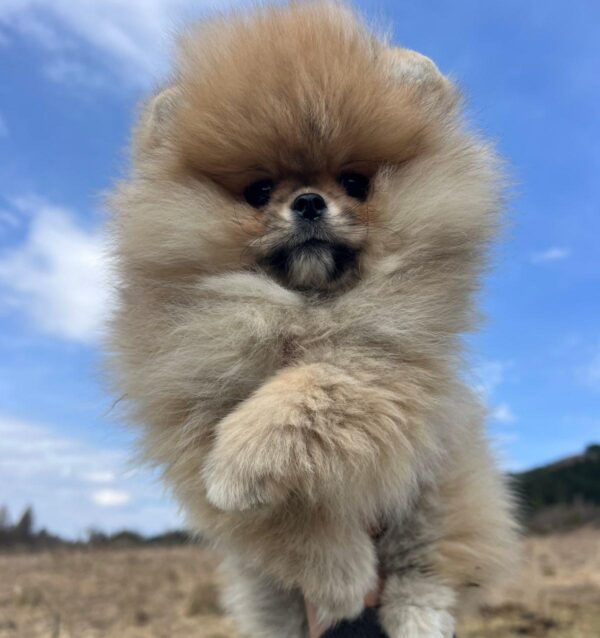 Sirenia Pomeranian Sirenia Pomeranian