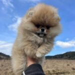 Sirenia-female-pomeranian-puppy-for-sale-1 (5)(1)
