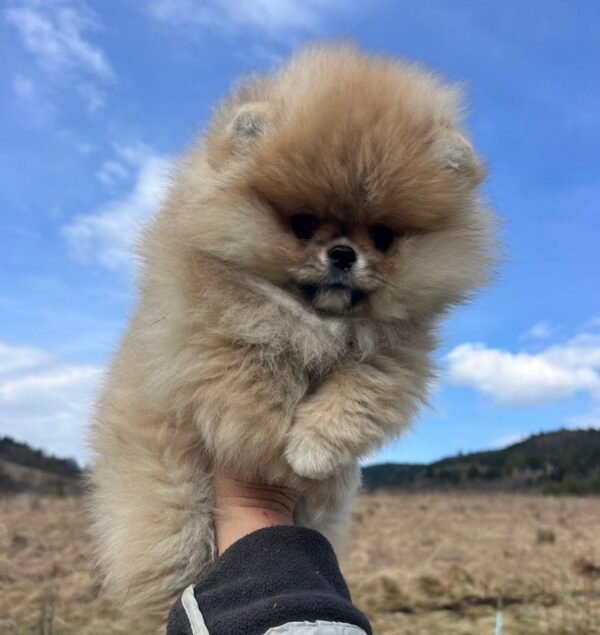 Sirenia Pomeranian Sirenia Pomeranian