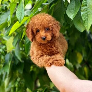 Soleil Toy Poodle Soleil Toy Poodle