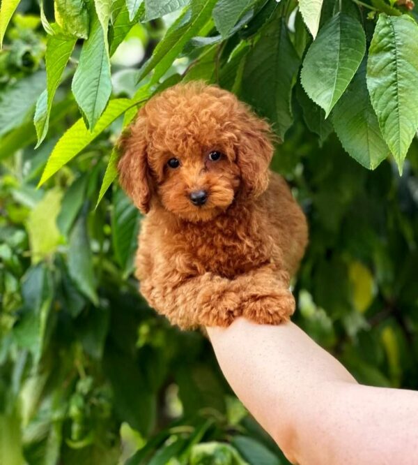 Soleil Toy Poodle Soleil Toy Poodle