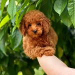 Soleil-female-Poodle-puppy-for-sale-2