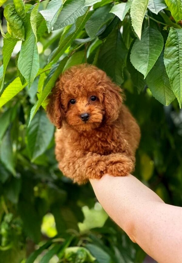 Soleil Toy Poodle Soleil Toy Poodle