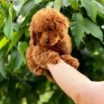 Soleil-female-Poodle-puppy-for-sale-3