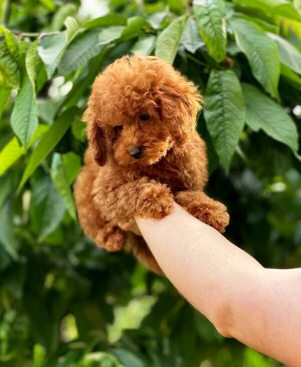 Soleil Toy Poodle Soleil Toy Poodle