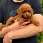Soleil-female-Poodle-puppy-for-sale-4