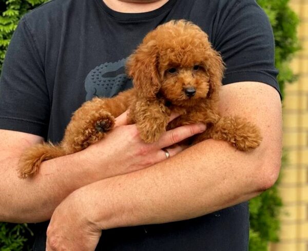 Soleil Toy Poodle Soleil Toy Poodle