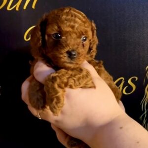 Sunny Toy Poodle Sunny Toy Poodle