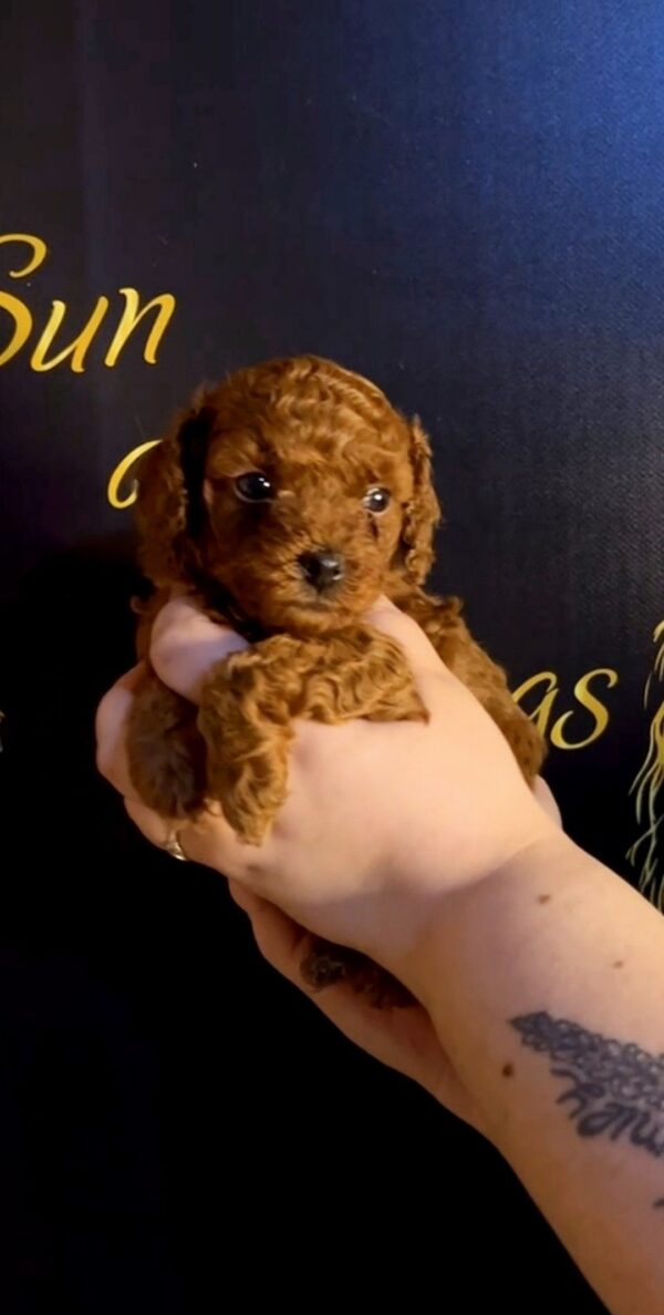 Sunny Toy Poodle Sunny Toy Poodle