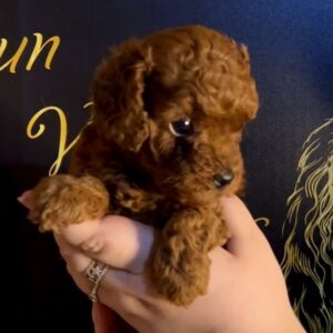 Sunny Toy Poodle Sunny Toy Poodle