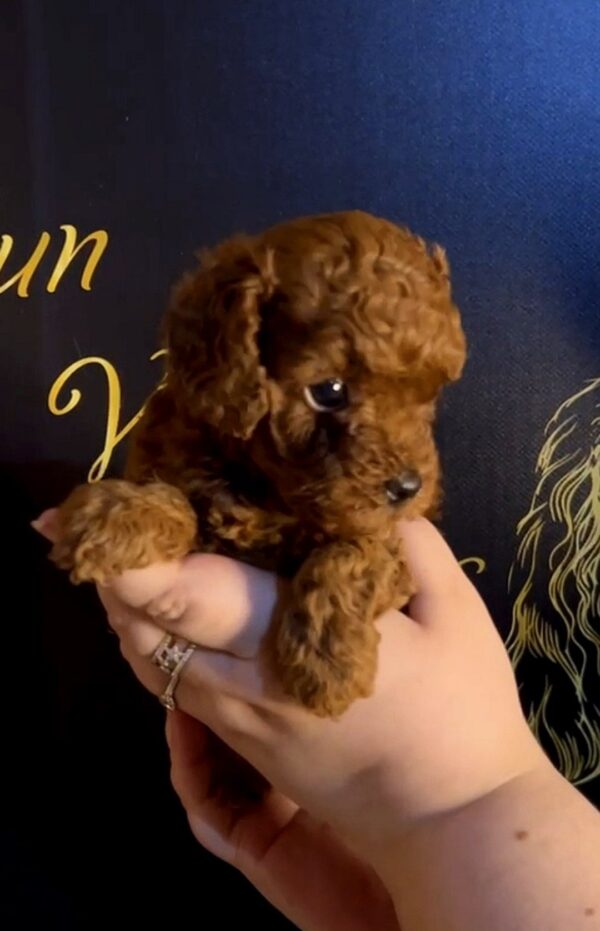 Sunny Toy Poodle Sunny Toy Poodle