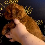 Sunny-female-Toy-Poodle-puppy-for-sale-3