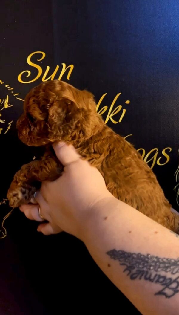 Sunny Toy Poodle Sunny Toy Poodle