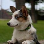 Suza-female-Corgi-puppy-for-sale-1