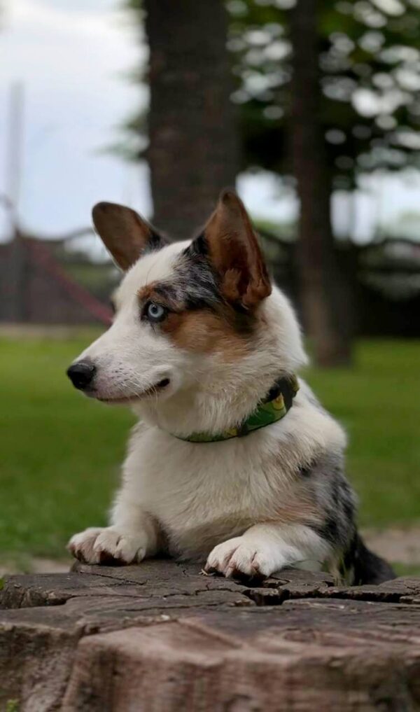 Suza Welsh Corgi Suza Welsh Corgi