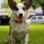 Suza-female-Corgi-puppy-for-sale-2