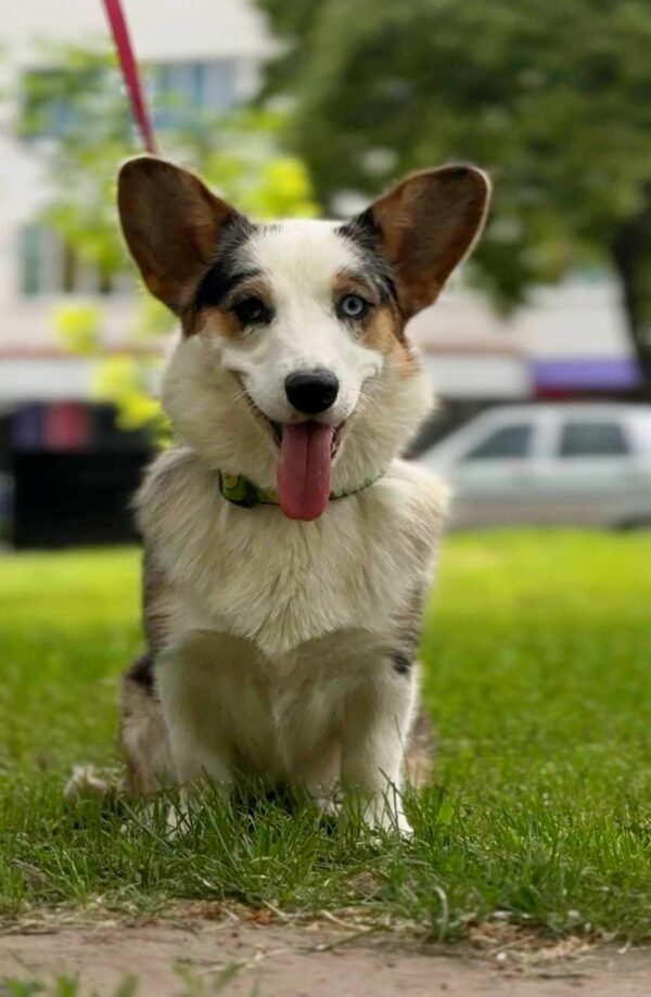 Suza Welsh Corgi Suza Welsh Corgi