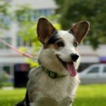 Suza-female-Corgi-puppy-for-sale-3