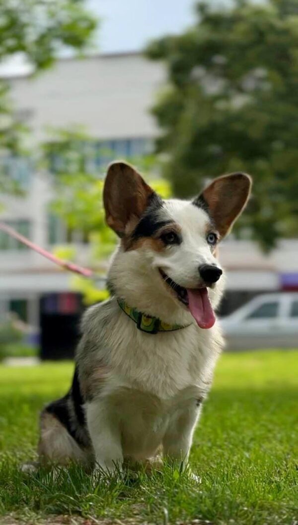 Suza Welsh Corgi Suza Welsh Corgi