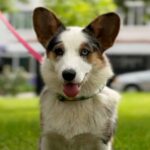 Suza-female-Corgi-puppy-for-sale-4