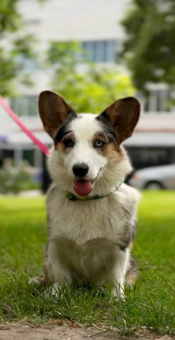Suza Welsh Corgi Suza Welsh Corgi