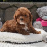 Tarty-male-Maltipoo-puppy-for sale-1
