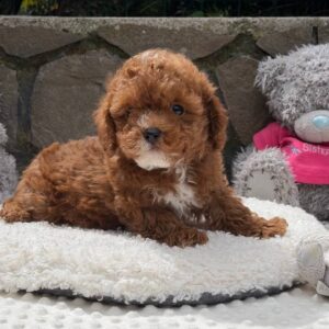 Tarty Maltipoo Tarty Maltipoo