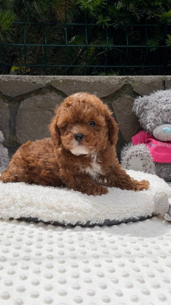 Tarty Maltipoo Tarty Maltipoo