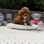 Tarty-male-Maltipoo-puppy-for sale-2