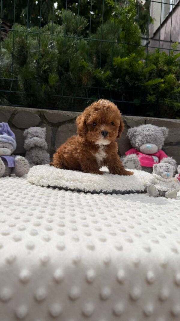 Tarty Maltipoo Tarty Maltipoo