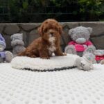 Tarty-male-Maltipoo-puppy-for sale-3