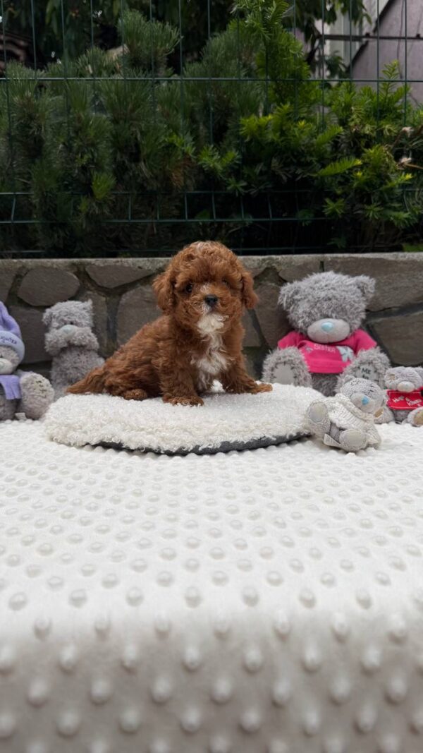 Tarty Maltipoo Tarty Maltipoo