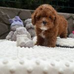 Tarty-male-Maltipoo-puppy-for sale-4