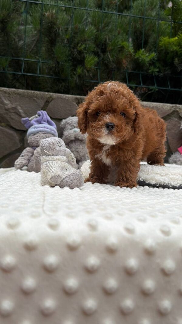 Tarty Maltipoo Tarty Maltipoo