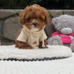 Tarty-male-Maltipoo-puppy-for sale-5