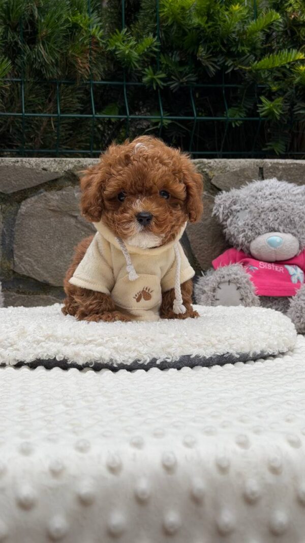 Tarty Maltipoo Tarty Maltipoo